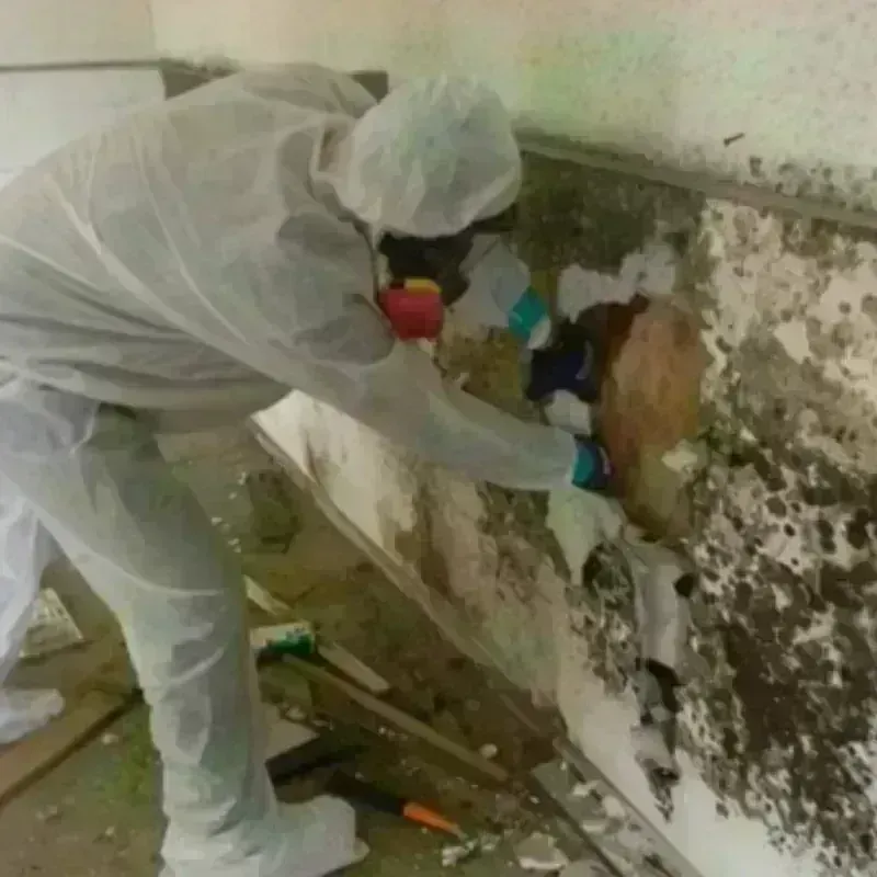 Mold Remediation and Removal in Glen Ellyn, IL